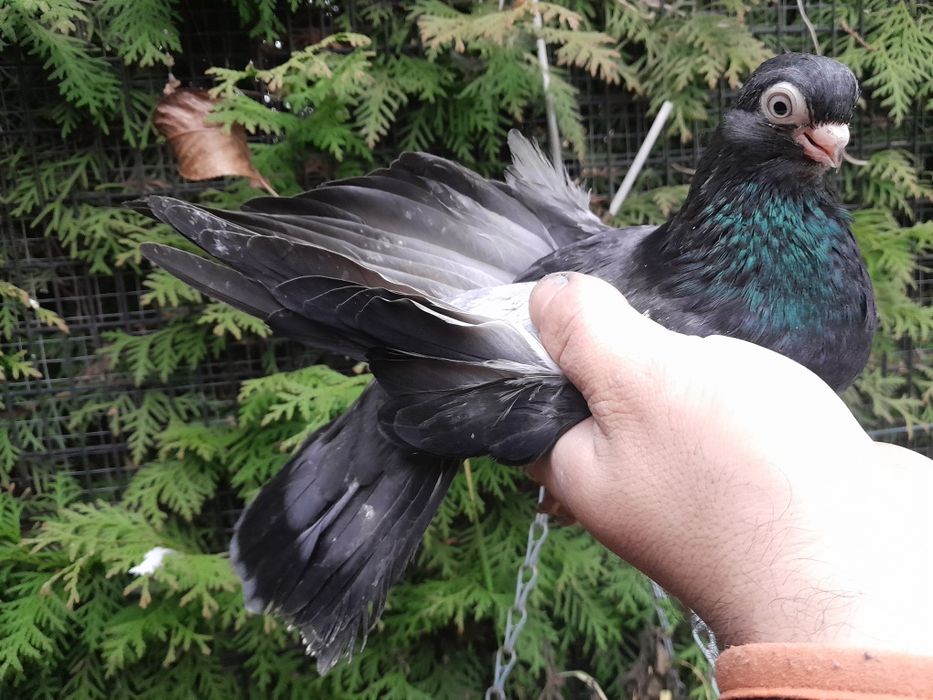 Gołębie zamojskie 25r.