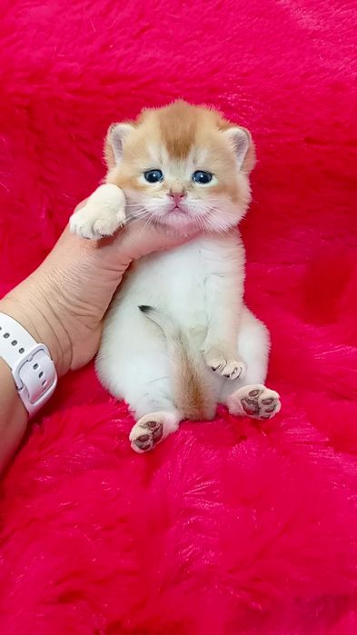 Дуже гарний котик золота шиншила. Шотландський прямовухий