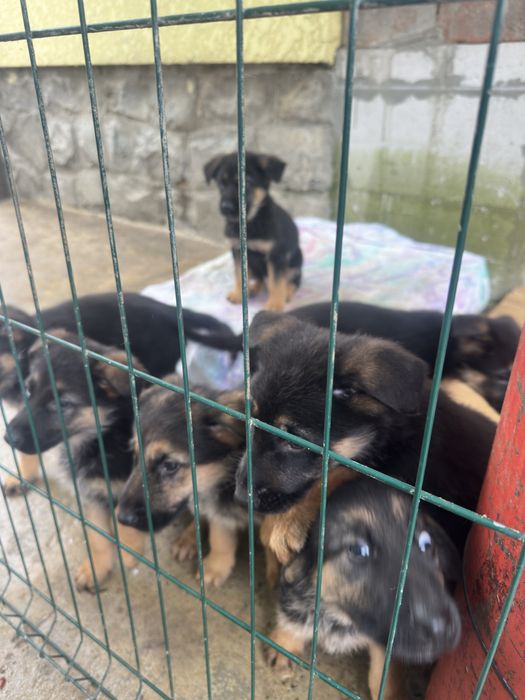 Цуцики породи Німецька Вівчарка