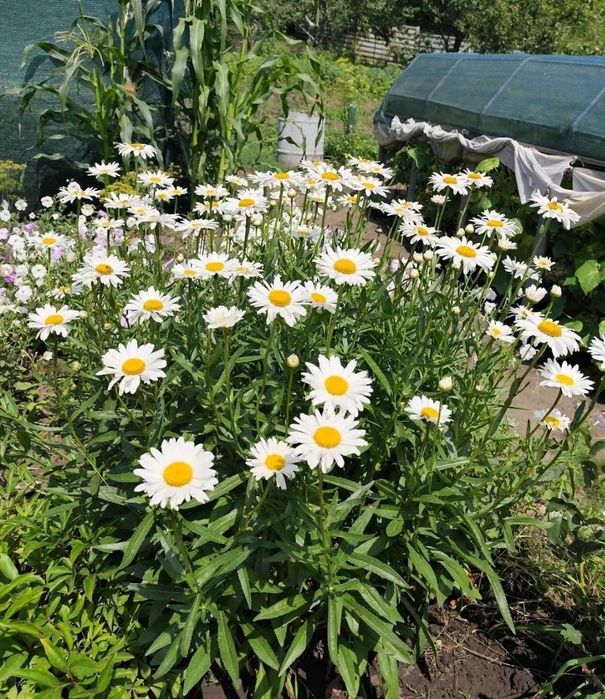 Дейция, морозник, ромашка гибискус ежевика лещина малина унаби зизифус