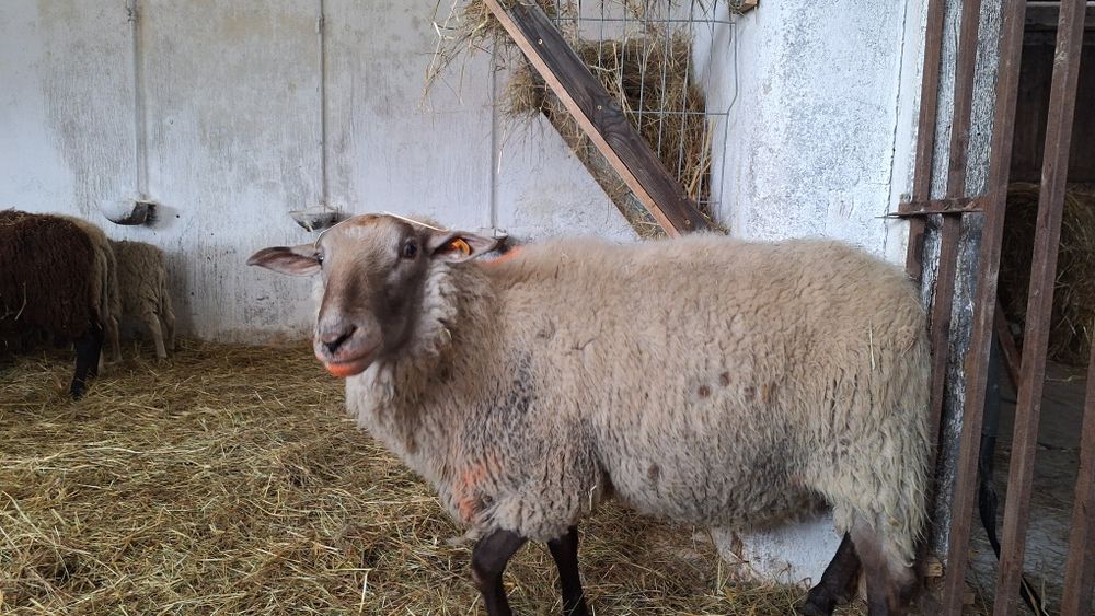 Baran wschodnio-fryzyjski