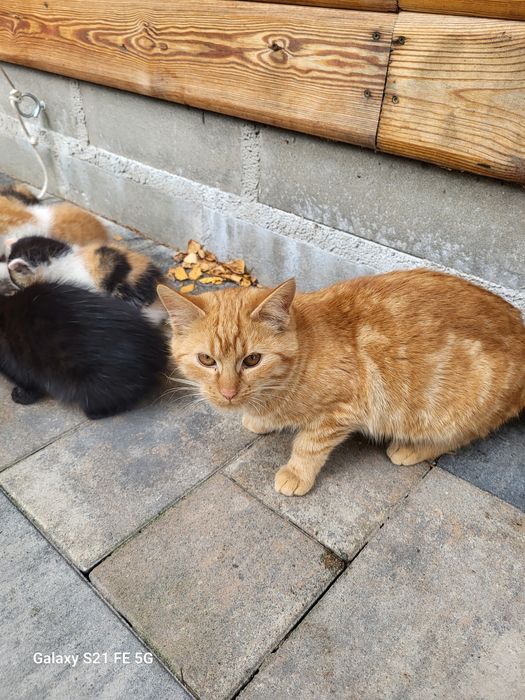 Oddam kotki za darmo