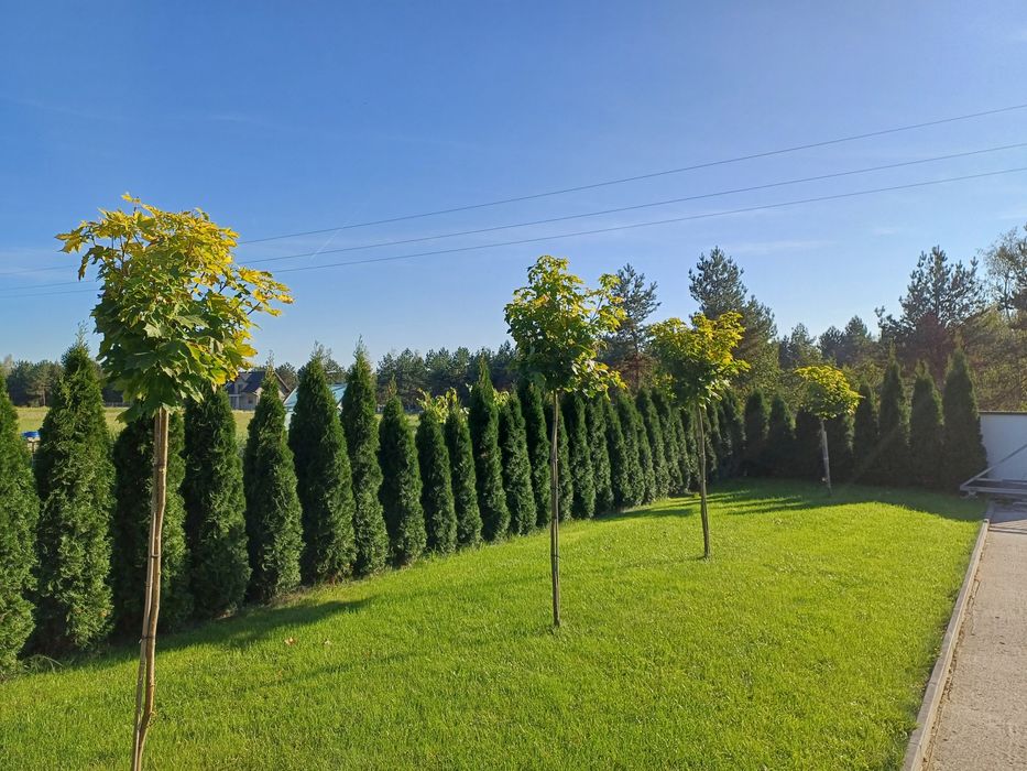 Klon drzewo sadzonka wysokość ok 250 cm uformowane