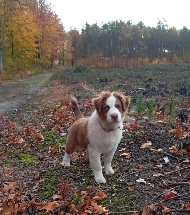 Owczarek Australijski typ amerykański