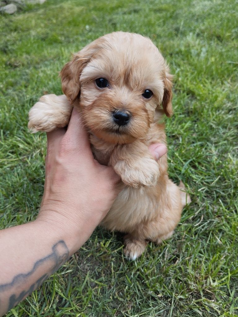 Cavapoo suczka cavapoo f1b ( nie maltipoo maltańczyk pudel cavalier)