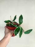 Planta Hoya Krimson Queen