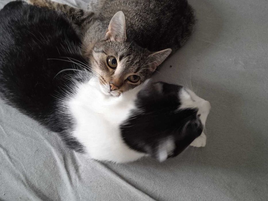 Lucynka szuka ciepłego domu po trudnym starcie – podaruj jej miłość