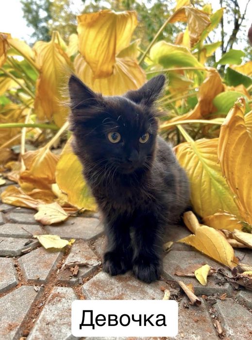 Отдам котят в хорошие руки