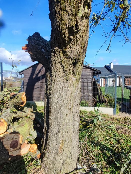 Drewno owocowe do wędzenia  jabłoń