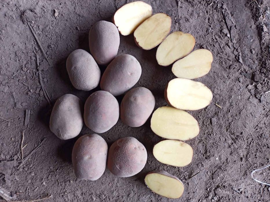 Продам крупну картоплю