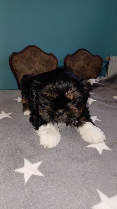 Urocze  Domowe Czarusie