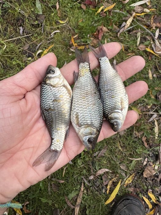 Karaś srebrzysty żywiec