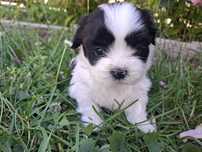 Suczka shih tzu biało czarna
