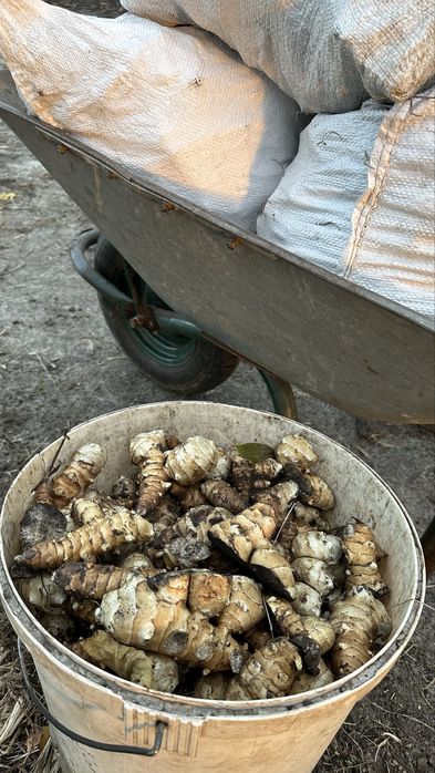 Продам сіно топінамбур