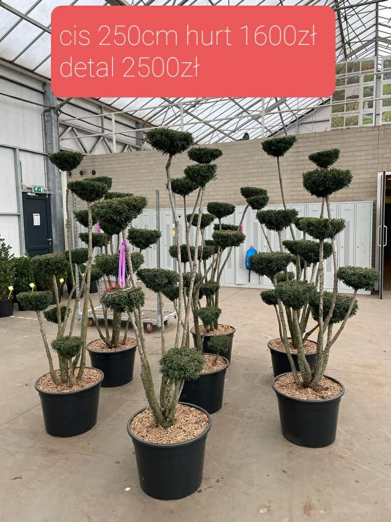 Cis hiksi 180-200cm gruby! Szmaragd sosna klon bonsai Hilli David