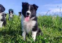 Rasowy - Border Collie - Piękny Pies Dingo z dok. Hodowlaną