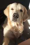 Reproduktor Golden Retriever