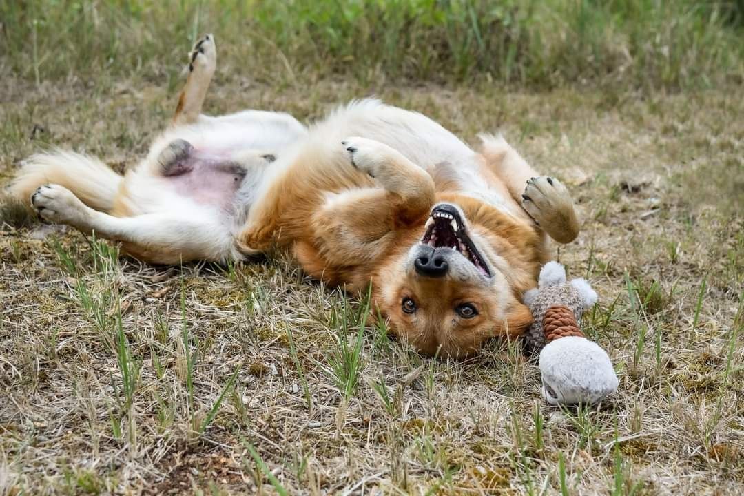 Piesek w typie labradora szuka domu! Adoptuj!