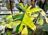 Philodendron florida beauty kolekcja