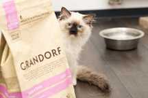 Kicia Ragdoll z rodowodem Felis Polonia