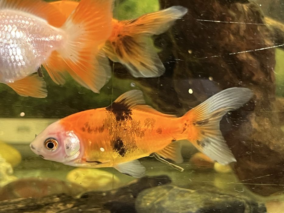 3 peixes de agua fria