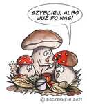 Suszone grzybki od zielarki