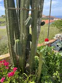 Vários catos tricocereus