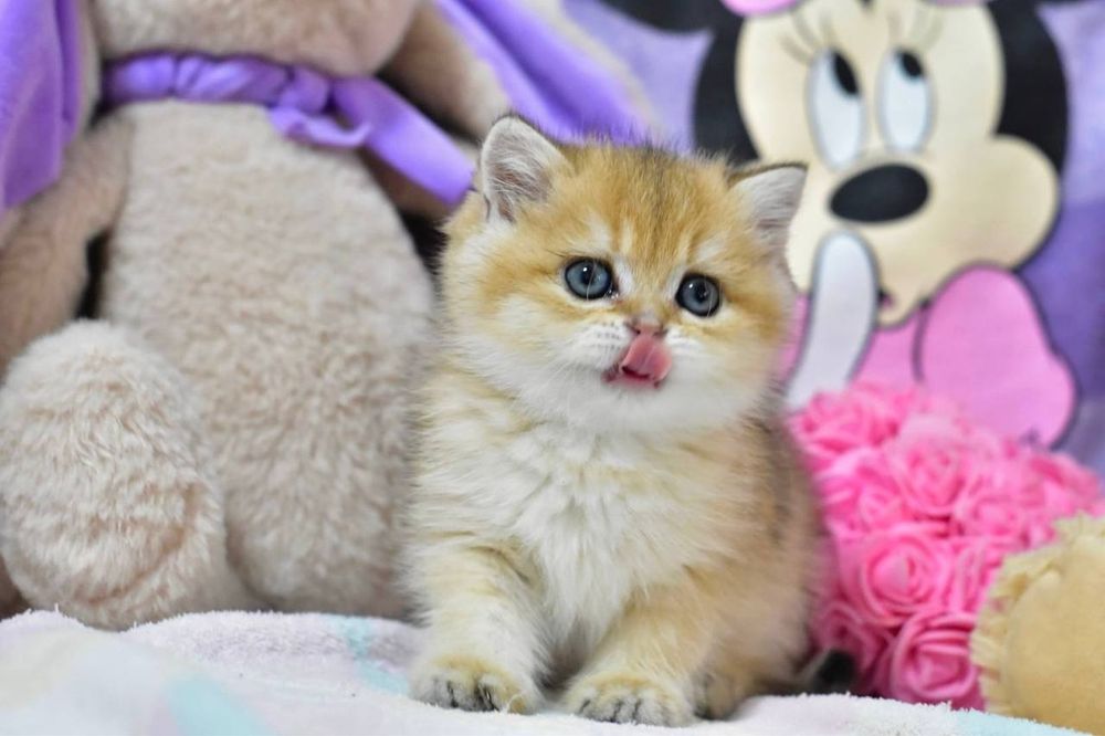 Чарівна красуня британська дівчинка