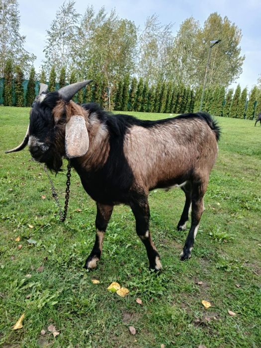Sprzedam kozła anglonubijskiego