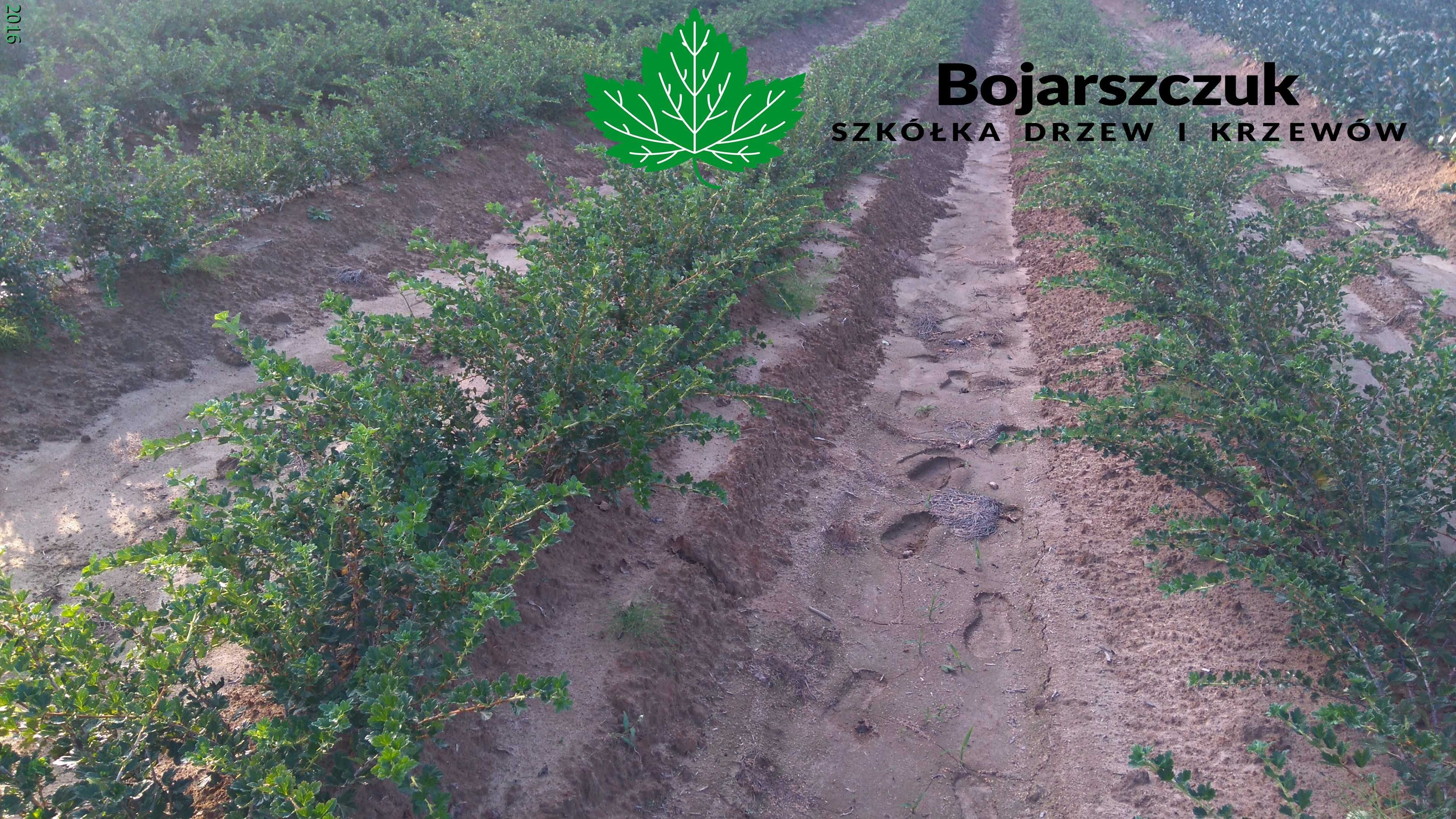 Sadzonki agrestu Mucurines Kamieniar Puszkinskij Rodnik inne 2025