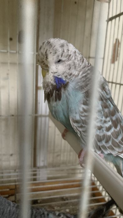 Um casal piriquitos ingles de bom porte pronto a criar e macho sozinho