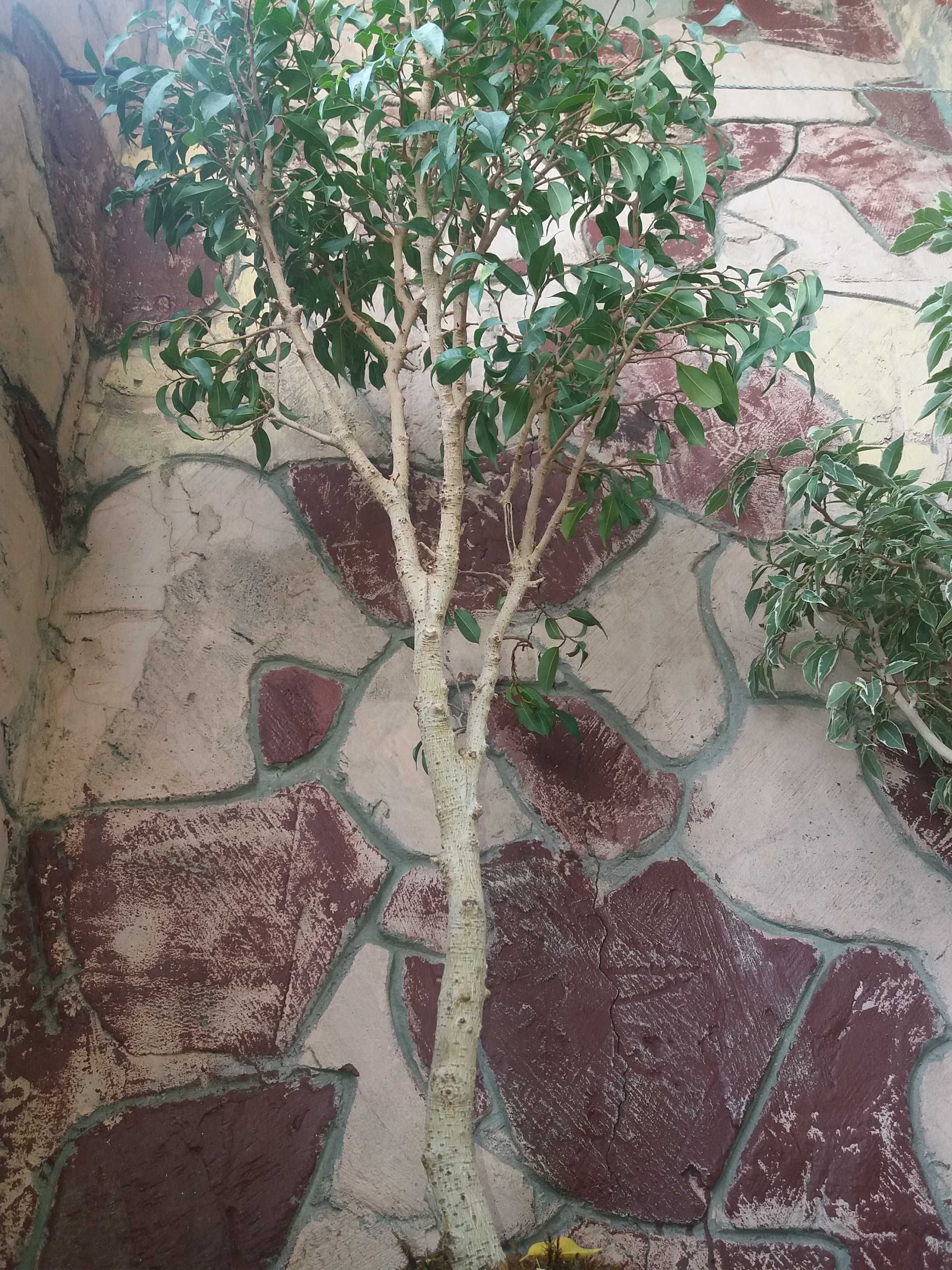 бонсай комнатное карликовое дерево