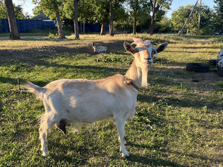 Продається козочка