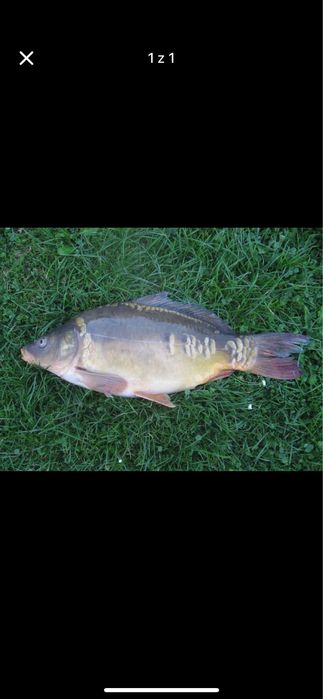 Karp świeży cena za kg