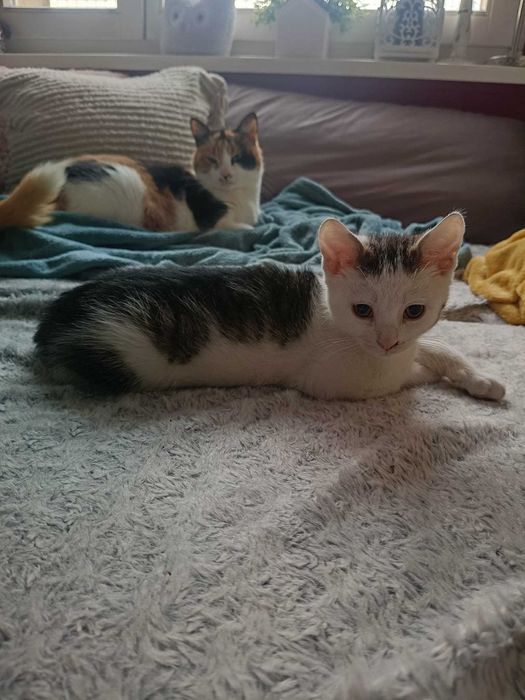 Kto pokocha Barnabę?