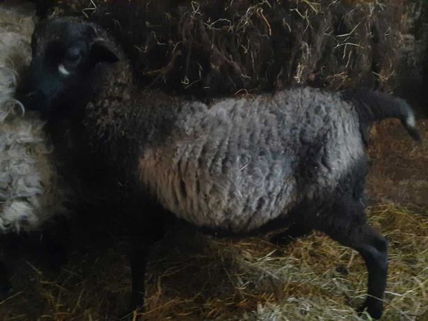 Owce Kamerunki - wrzosówki