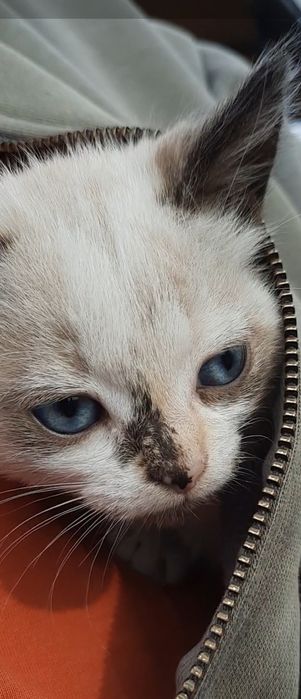 Кошеня в добрі руки