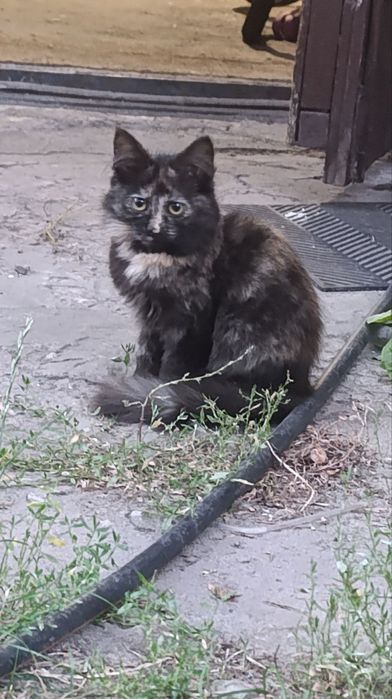 Безкоштовно кошенят віддаємо.