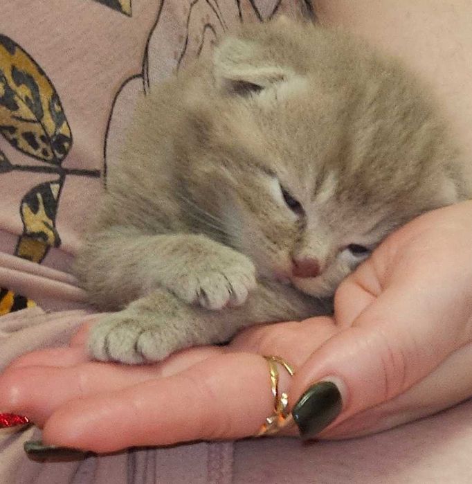 Котик породи шотланських