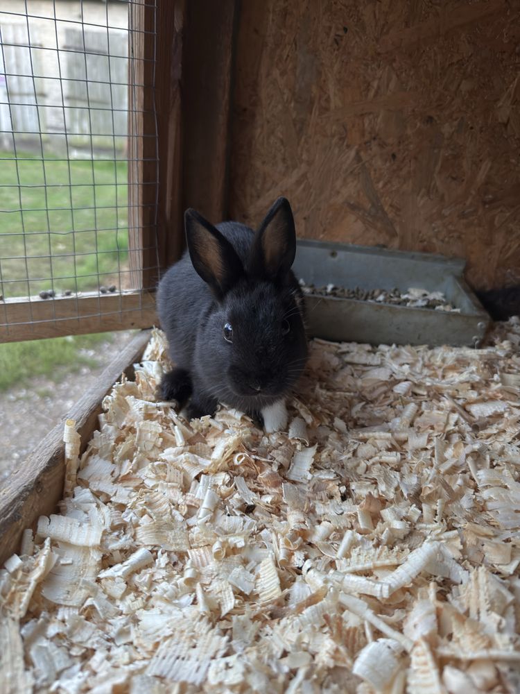 Królik miniaturka karzełek rex