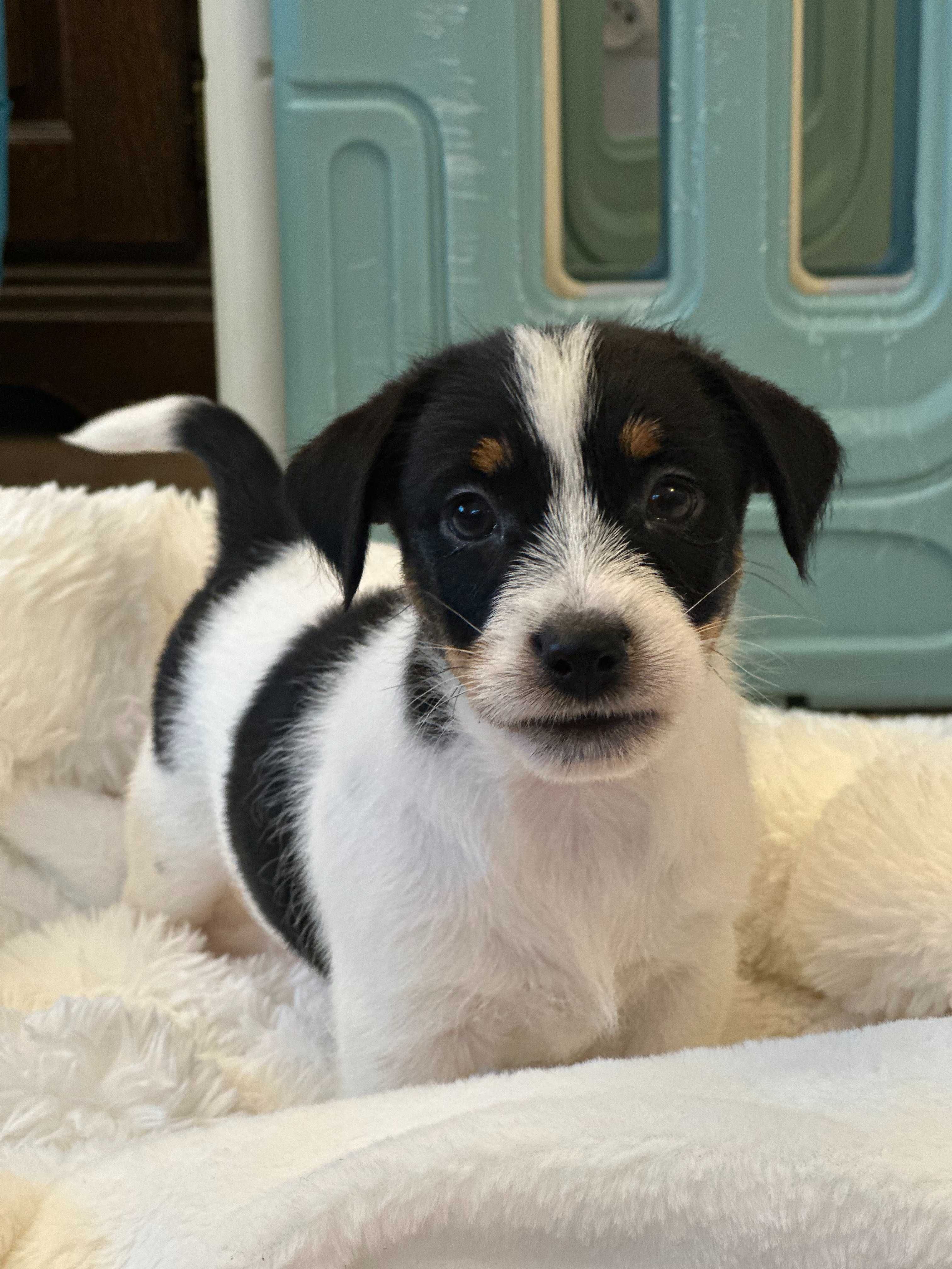 suczka Jack Russell terrier ZKWP/FCI szorstkowłosa