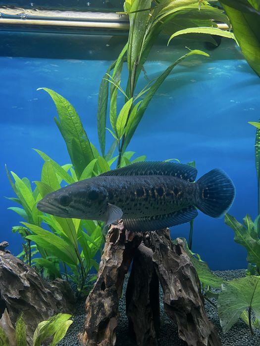 Змієголов глазчатий / Channa pleurophthalma