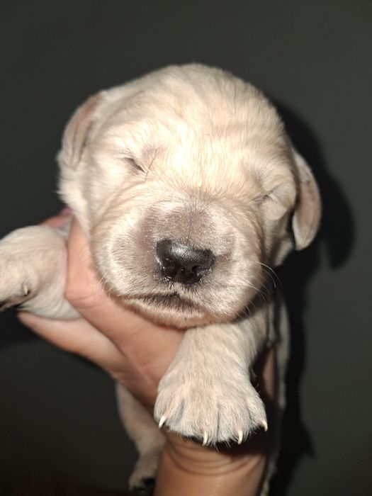 Золотистий ретрівер