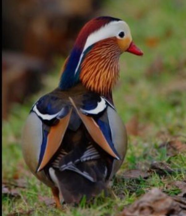 Sprzedam gęsi nilowe ine