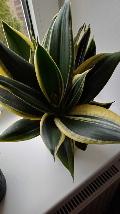 Сансевієрія  санса хані маргіната, Люсіль, філіпін голд домашня