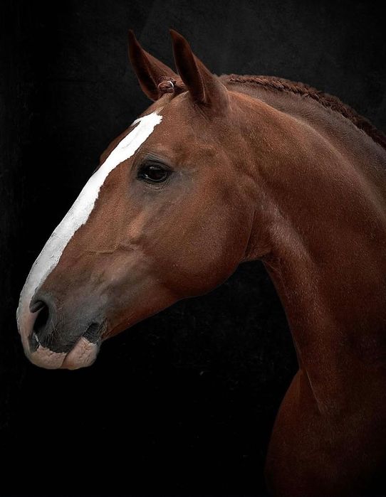 Sessões de fotografia