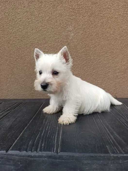 West Highland White Terrier