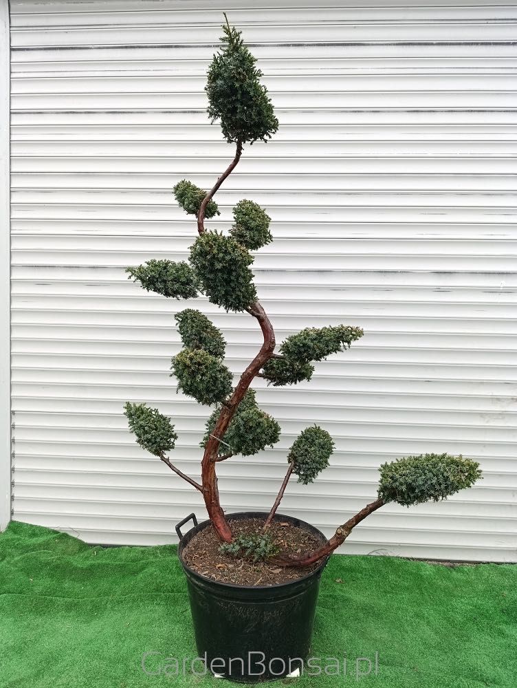 OZDOBA- Bonsai z jałowca chińskiego 'BLUE ALPS' - 170 cm