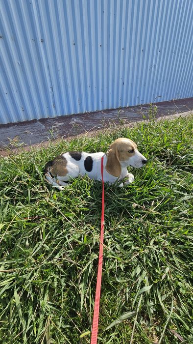 Beagle tricolo macho