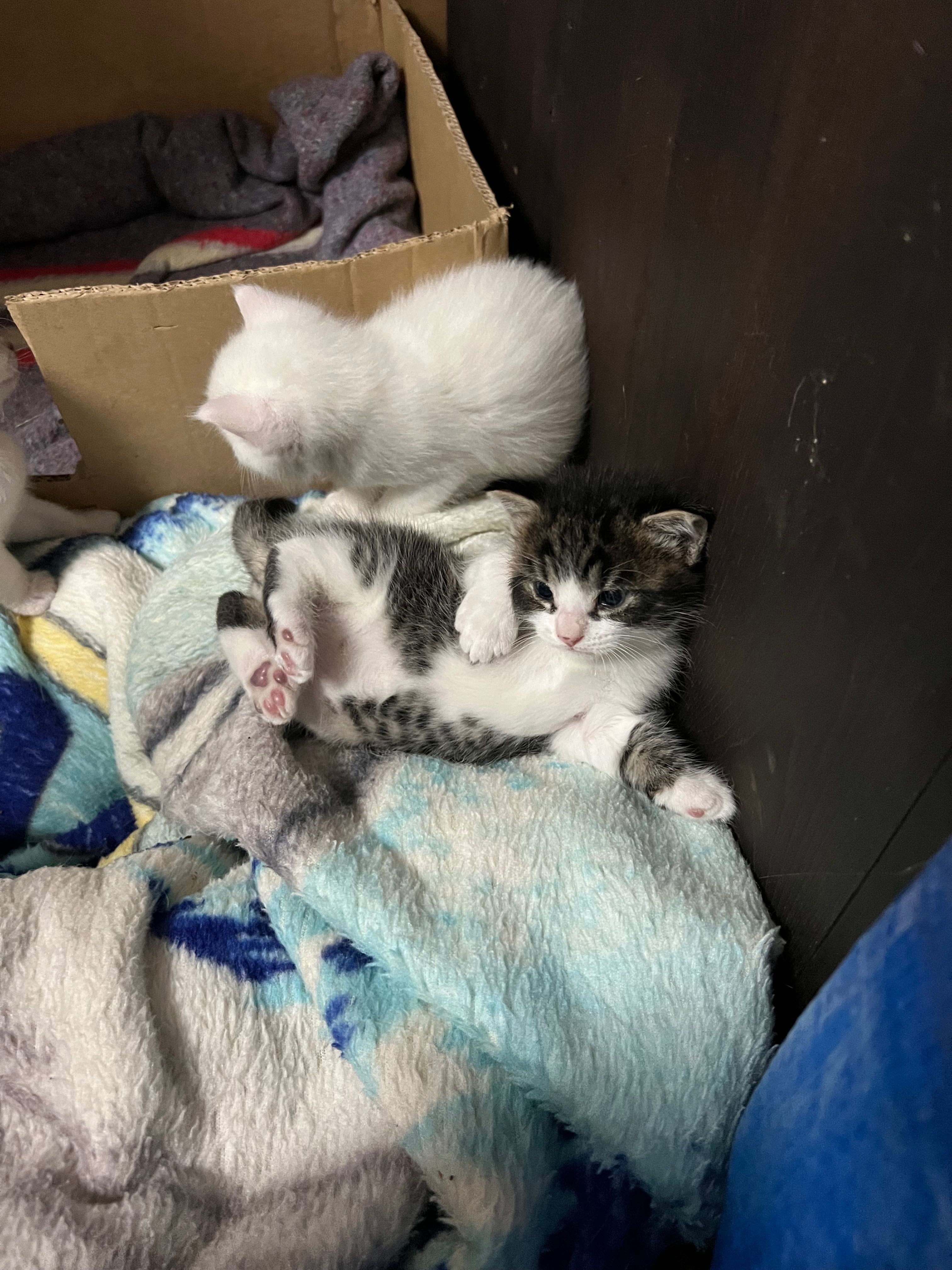 Gatinhos para adoção